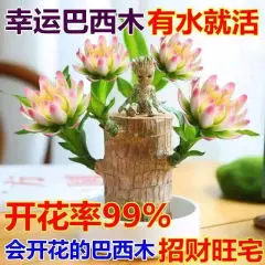 绿植夏季驱蚊巴西木开花水养绿植盆栽格鲁特树小木人巴西木10厘米+白瓷盆（带芽）